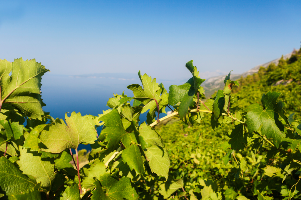 View of steep vineyards on the Pelješac Peninsula overlooking the Adriatic Sea.
